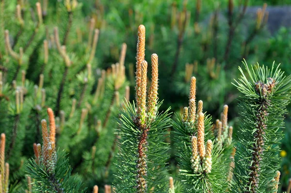 Unga Kottar Barrträd Pinecones Och Tall Nålar Barrträd Vintergröna Tall — Stockfoto