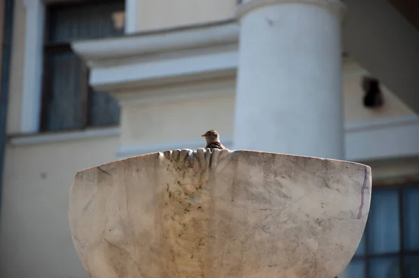 Sperlingsvogel Sitzt Steinschale Der Stadt Draußen — Stockfoto