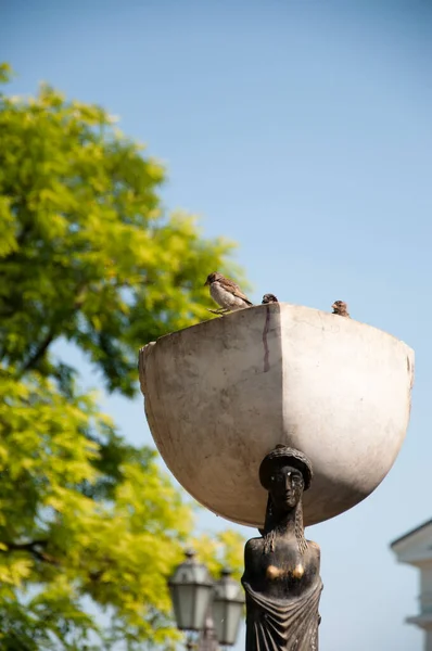 Σπουργίτια Πουλιά Που Κάθονται Πέτρινο Μπολ Στο Κεφάλι Της Γυναικείας — Φωτογραφία Αρχείου