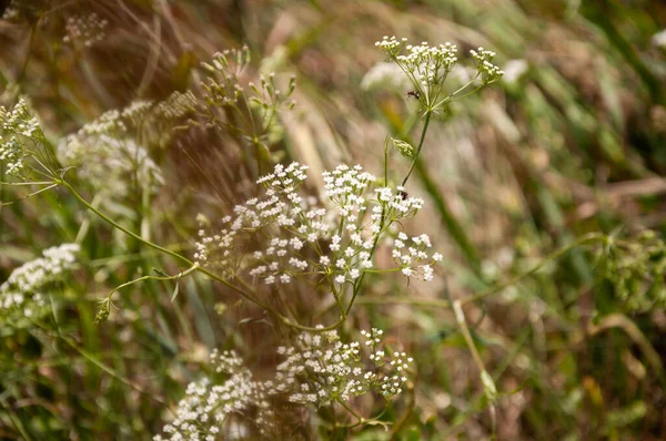 Flowering Cow Parsley Plants Anthriscus Sylvestris Bloom Field Natural Background —  Fotos de Stock