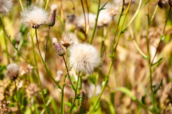 Pappus Cirsium Plants Pappus Clad Flowerheads Natural Background — Stock Photo, Image