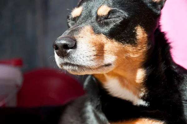 Muzzle of dog pet keeping eyes closed indoors.