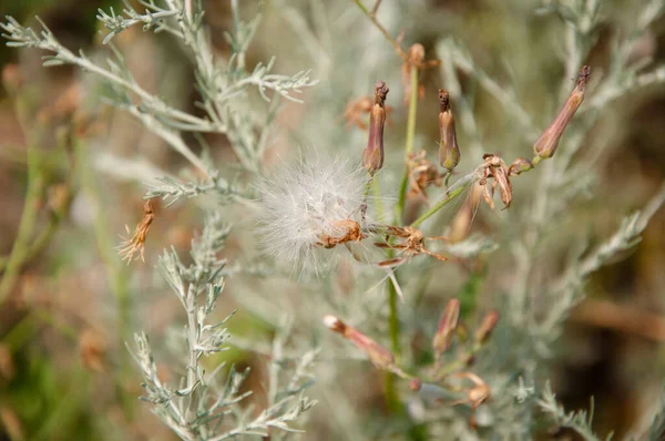 Dry Seedheads Thistle Flowers Seedheads Creeping Thistle Fluffy Seedheads Natural — Stock Photo, Image