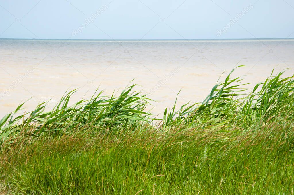 Grass growing on sea shore. Sea grass sky background. Grass on sea horizon. Grassy shore nature. Seagrass and seascape.