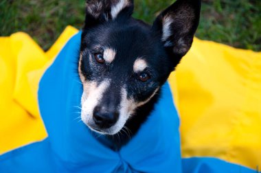 refugee dog with ukrainian flag. pet help in ukraine. independence day. animal hepl.