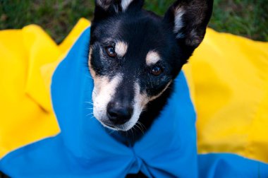 refugee dog with ukrainian flag. pet help in ukraine. independence day. stand with ukraine.