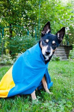 refugee dog with ukrainian flag. pet help in ukraine. independence day. animal support.