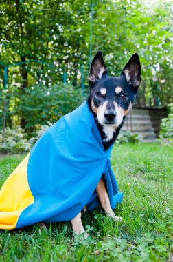 Ukrayna bayrağıyla mülteci köpeği. Ukrayna 'da evcil hayvan yardımı. Bağımsızlık günü. bayrak günü.