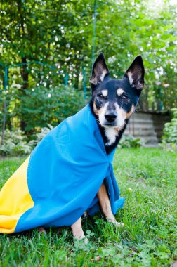 Ukrayna bayrağıyla mülteci köpeği. Ukrayna 'da evcil hayvan yardımı. Bağımsızlık günü. Ukrayna desteği.