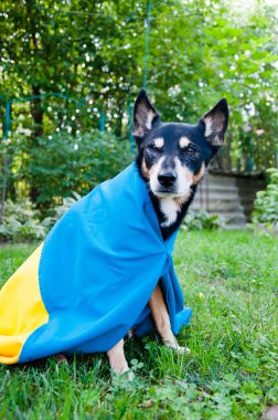 refugee dog with ukrainian flag. pet help in ukraine. independence day. nationality.