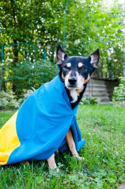 refugee dog with ukrainian flag. pet help in ukraine. independence day. pray for ukraine.