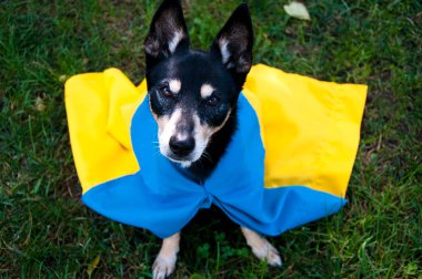 refugee dog with ukrainian flag. pet help in ukraine. independence day. patriotism.