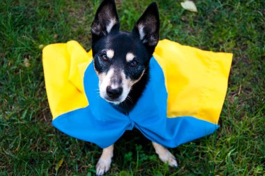 refugee dog with ukrainian blue yellow flag. pet help in ukraine. independence day.