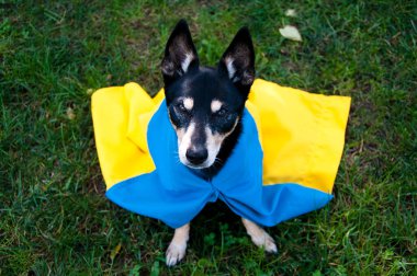 refugee dog with ukrainian flag. pet help in ukraine. independence day. ukraine day.