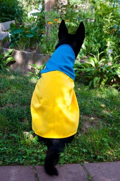 Refugee Dog Ukrainian Flag Pet Help Ukraine Independence Day Free — Stock Fotó