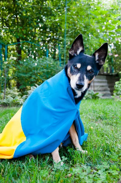 Ukrayna bayrağıyla mülteci köpeği. Ukrayna 'da evcil hayvan yardımı. bağımsızlık günü.