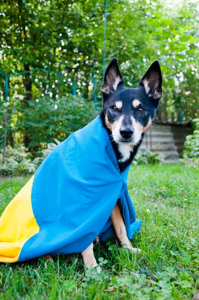 Ukrayna bayrağıyla mülteci köpeği. Ukrayna 'da evcil hayvan yardımı. Bağımsızlık günü. bayrak günü.