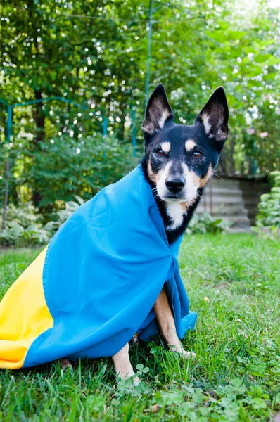 Ukrayna bayrağıyla mülteci köpeği. Ukrayna 'da evcil hayvan yardımı. Bağımsızlık günü. Ukrayna desteği.