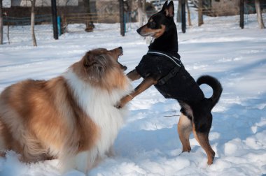 Köpekler kışın oynarlar, soy ağacı. Karlı kış aylarında çoban köpeği oynuyor. Dışarıda neşeli çoban köpekleri var. Köpeklerle kış zamanı çoban köpeği eğleniyor..