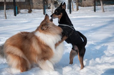 Köpek çoban köpekleri kışın dışarı atlayıp oynarlar. Karlı kış aylarında çoban köpeği oynuyor. Dışarıda neşeli çoban köpekleri var. Köpeklerle kış zamanı çoban köpeği eğleniyor..