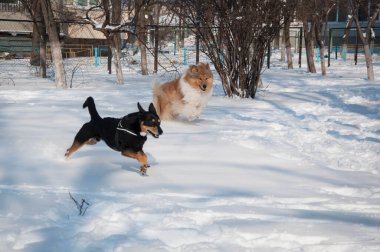 Köpek çoban köpekleri kışın dışarıda oynarlar. Karlı kış aylarında çoban köpeği oynuyor. Dışarıda neşeli çoban köpekleri var. Köpeklerle kış zamanı çoban köpeği eğleniyor..