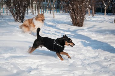 Köpek çoban köpekleri kışın açık havada birlikte koşarlar. Karlı kış aylarında çoban köpeği oynuyor. Dışarıda neşeli çoban köpekleri var. Köpeklerle kış zamanı çoban köpeği eğleniyor..