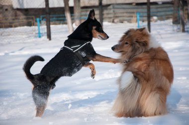 Köpek çobanı kışın dışarıda eğleniyor. Karlı kış aylarında çoban köpeği oynuyor. Dışarıda neşeli çoban köpekleri var. Köpeklerle kış zamanı çoban köpeği eğleniyor..