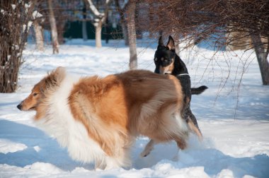 Köpekler kışın açık havada dostluk kurarlar. Karlı kış aylarında çoban köpeği oynuyor. Dışarıda neşeli çoban köpekleri var. Köpeklerle kış zamanı çoban köpeği eğleniyor..