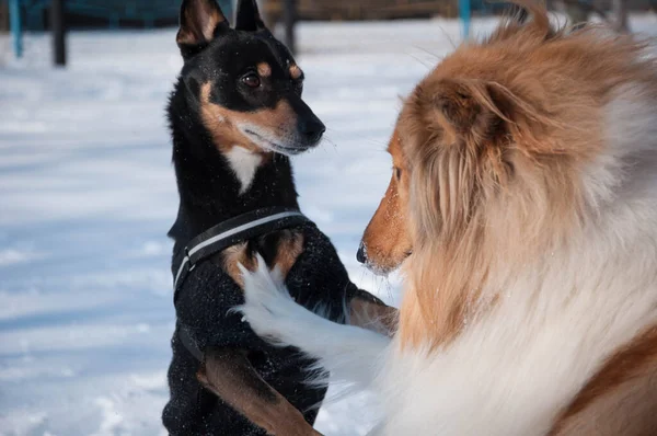 狗狗科利在冬季特写中玩耍 科利犬在多雪的冬天玩耍 外面那些顽皮的牧羊犬 与狗科利在一起玩乐 — 图库照片