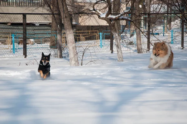 Бег Собак Колли Играть Зимой Открытом Воздухе Колли Дог Играет — стоковое фото