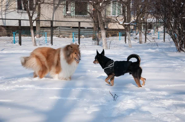 Komik köpekler kışın dışarıda oynarlar. Karlı kış aylarında çoban köpeği oynuyor. Dışarıda neşeli çoban köpekleri var. Köpeklerle kış zamanı çoban köpeği eğleniyor..