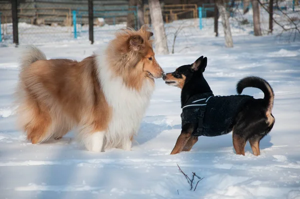 狗狗科利在户外过冬很开心 科利犬在多雪的冬天玩耍 外面那些顽皮的牧羊犬 与狗科利在一起玩乐 — 图库照片