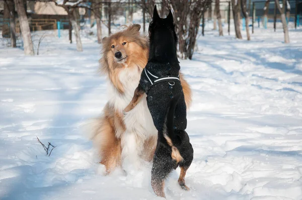 狗科里冬天在狗场玩耍 科利犬在多雪的冬天玩耍 外面那些顽皮的牧羊犬 与狗科利在一起玩乐 — 图库照片