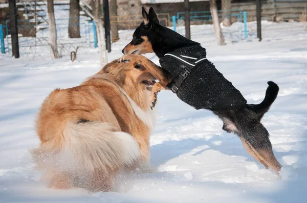 冬天在户外玩狗科里 科利犬在多雪的冬天玩耍 外面那些顽皮的牧羊犬 与狗科利在一起玩乐 — 图库照片