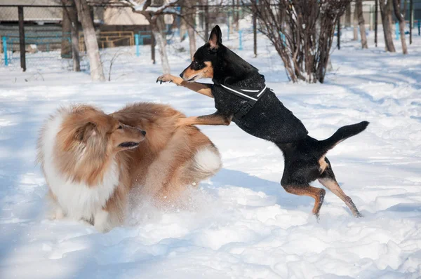 狗科里在冬天的宠物院子里玩耍 科利犬在多雪的冬天玩耍 外面那些顽皮的牧羊犬 与狗科利在一起玩乐 — 图库照片