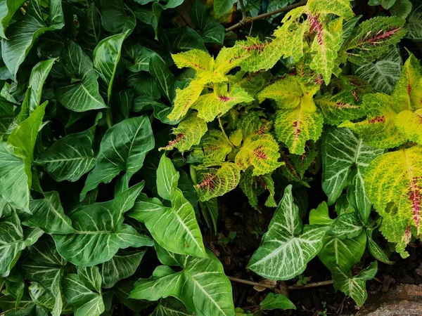 Citra Latar Belakang Dari Koleksi Daun Hijau Dikombinasikan Dengan Warna — Stok Foto