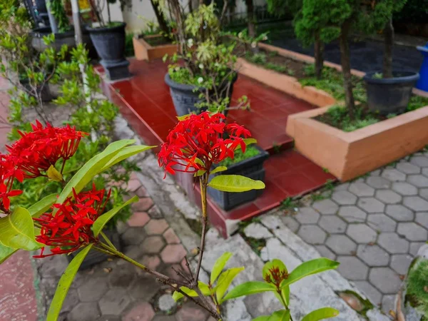 Красный Цветок Ашока Зелеными Листьями Школьном Саду — стоковое фото