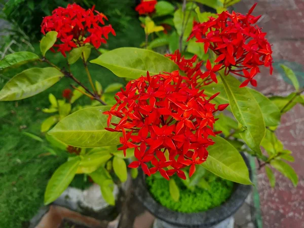 Czerwony Kwiat Ashoka Zielonymi Liśćmi Ogrodzie Szkolnym — Zdjęcie stockowe