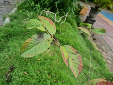Yeşil yapraklı bitki evin önündeki ağaca yapışıyor.