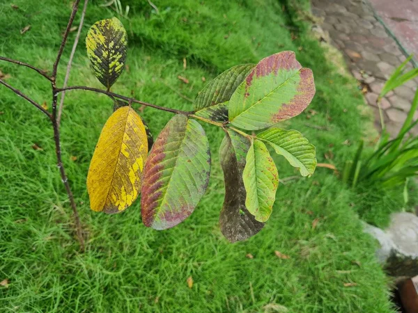 Planta Hojas Verdes Pega Árbol Frente Casa — Foto de Stock