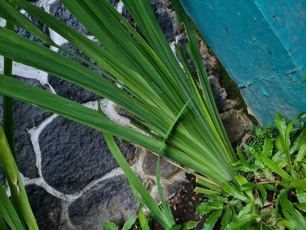 Plantas Verdes Folhosas Jardim Escola Frente Parede Edifício Forma Rochas — Fotografia de Stock