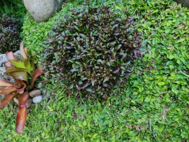 Okul bahçesindeki diğer bitkilerle çevrili kahverengi yapraklı bitkiler ve yeşil bitkiler.