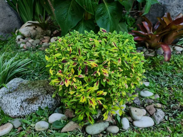 Miana Plantas Verde Rojo Amarillo Con Una Combinación Otras Plantas —  Fotos de Stock