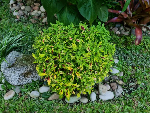 Miana Plantas Verde Amarelo Vermelho Com Uma Combinação Outras Plantas — Fotografia de Stock