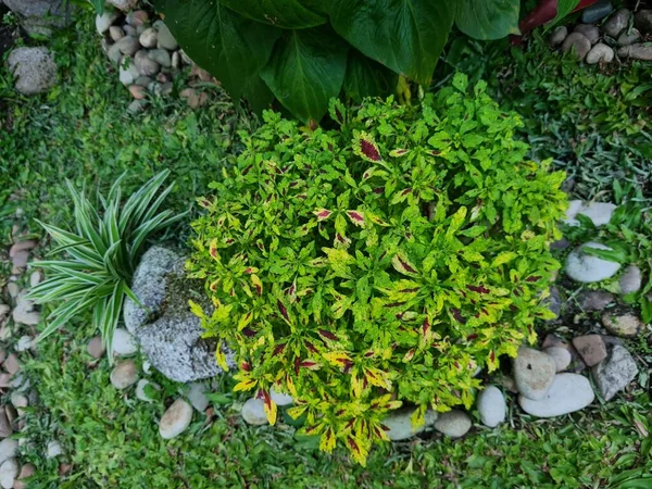 在学校花园里 用绿色 黄色和其他植物组合在一起的Miana植物 — 图库照片