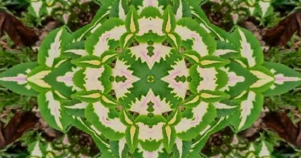 Vakker Struktur Kaleidoskopisk Design Abstrakt Kaleidoskopbakgrunn Unik Kaleidoskopanimasjon – stockvideo