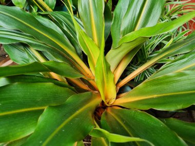 Doğa arka planı, yeşil yapraklar, yeşil yapraklar