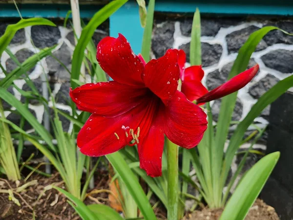 Flor Amaryllis Vermelha Jardim Escola — Fotografia de Stock