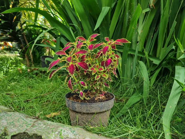 Rote Mianablüten Mit Anderen Farbkombinationen — Stockfoto