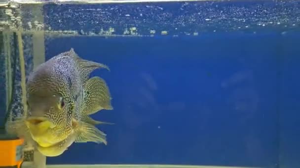 Квітковий Ріг Риби Акваріумі — стокове відео